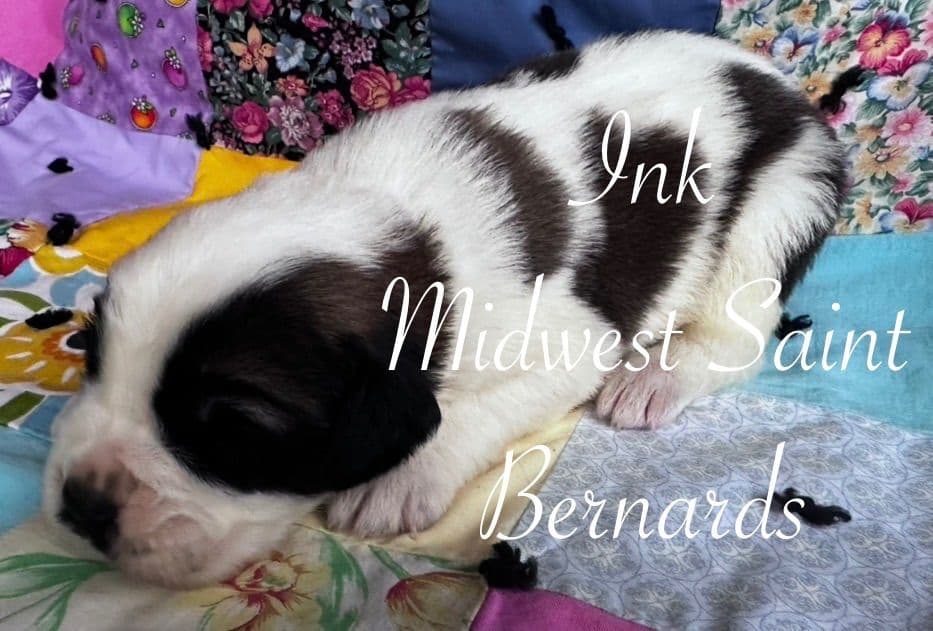 Saint Bernard Puppies breeder image 9