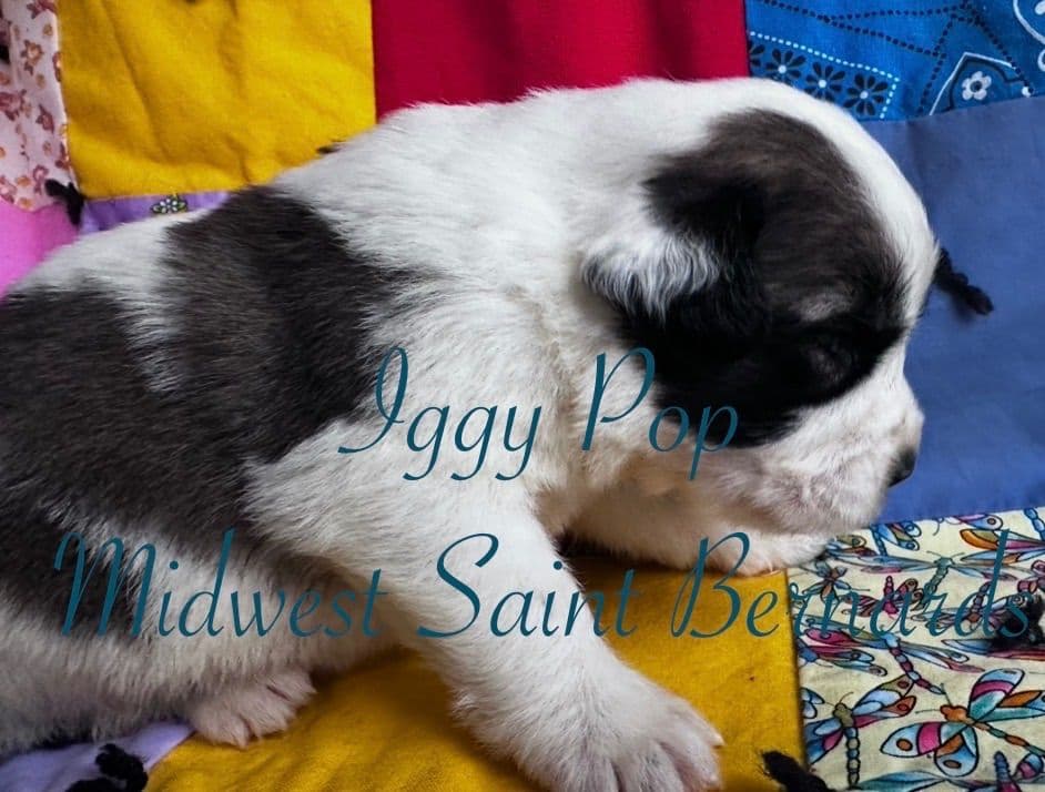 Saint Bernard Puppies breeder image 10