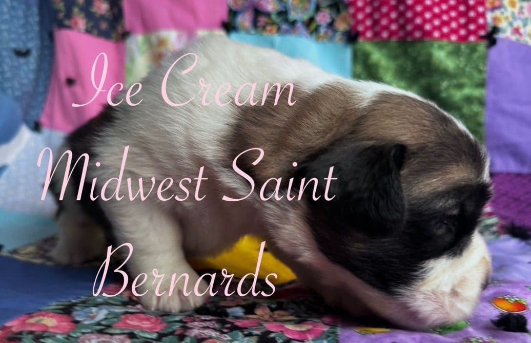 Saint Bernard Puppies breeder image 12