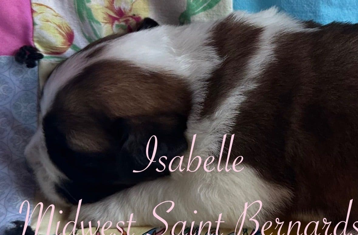 Saint Bernard Puppies breeder image 15