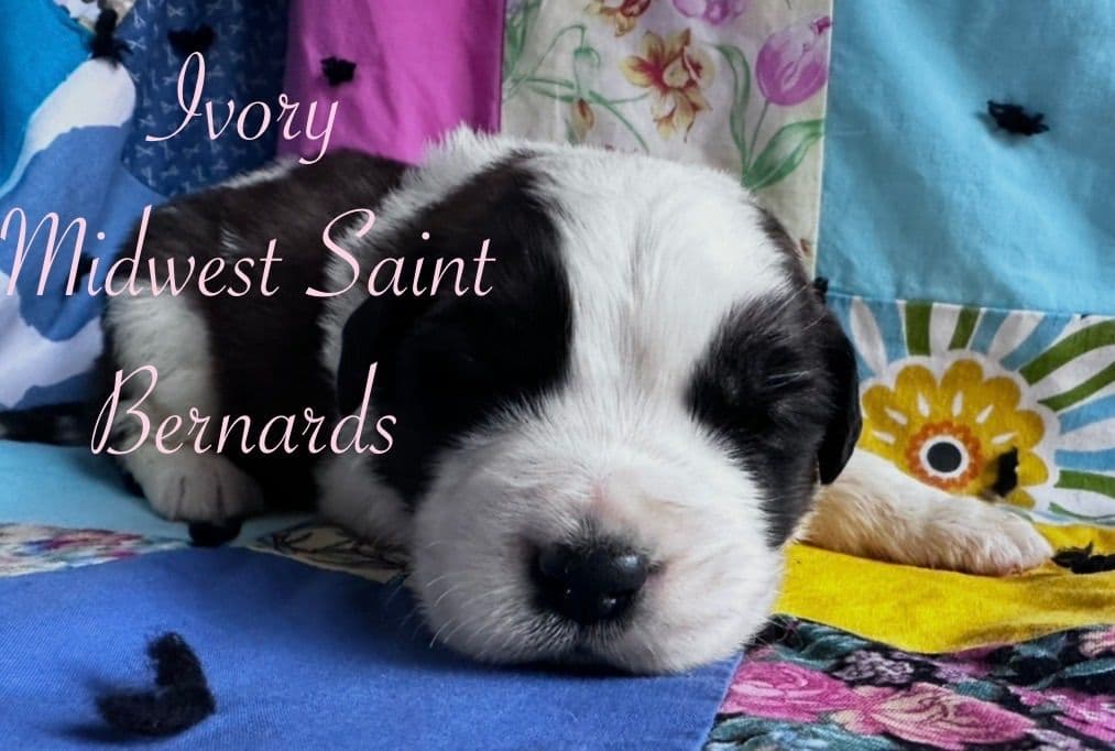 Saint Bernard Puppies breeder image 14