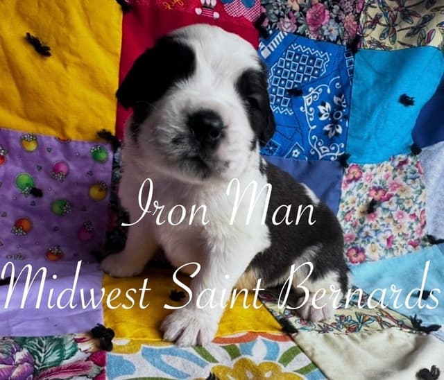 Saint Bernard Puppies media 10