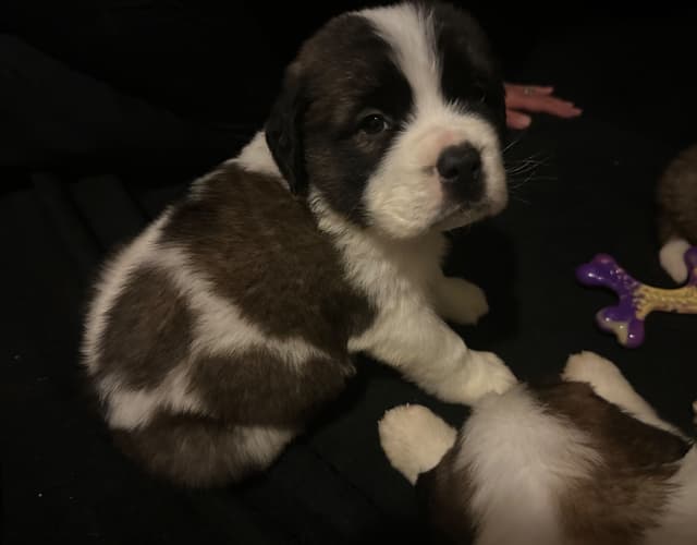 Saint Bernard Puppies media 12