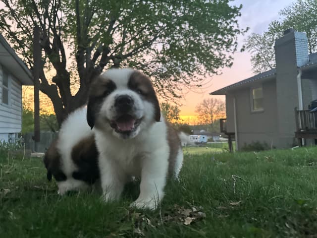 Saint Bernard Puppies media 15