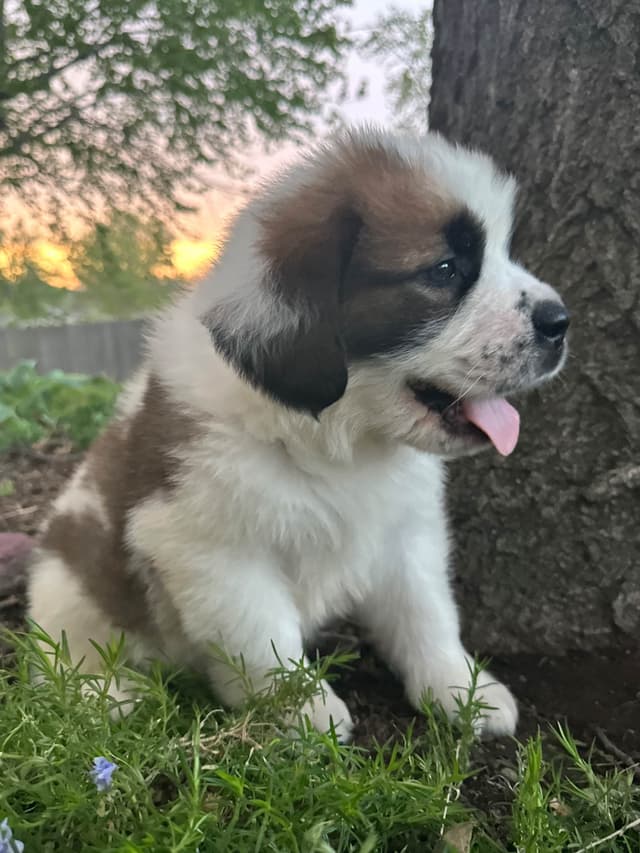 Saint Bernard Puppies media 17