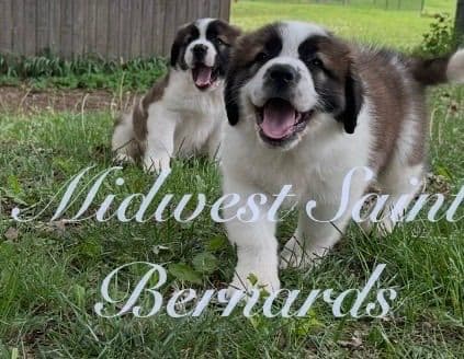 Saint Bernard Puppies media 18