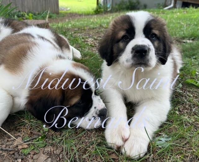 Saint Bernard Puppies media 19
