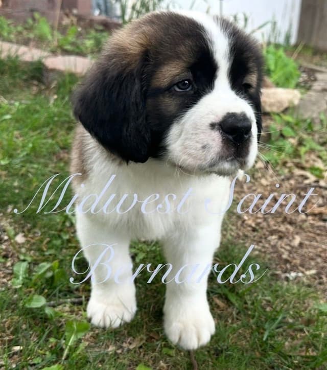 Saint Bernard Puppies media 20