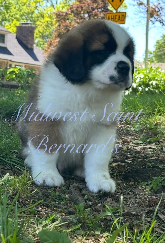Saint Bernard Puppies media 21