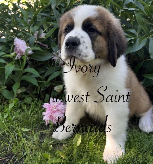 Saint Bernard Puppies media 22