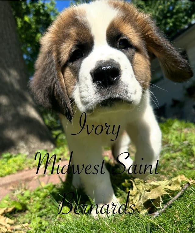 Saint Bernard Puppies media 23
