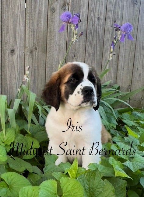 Saint Bernard Puppies media 24