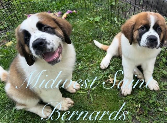 Saint Bernard Puppies media 26