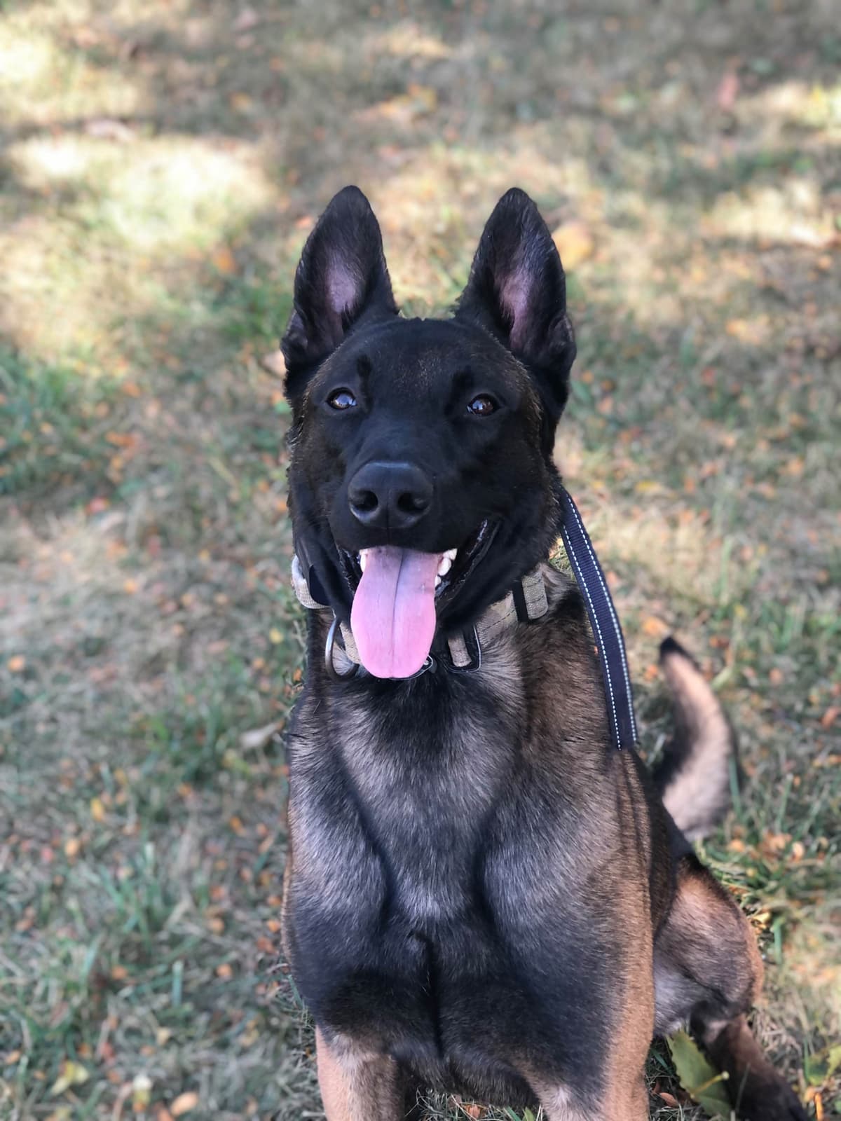 Belgian Malinois Puppies breeder image 2