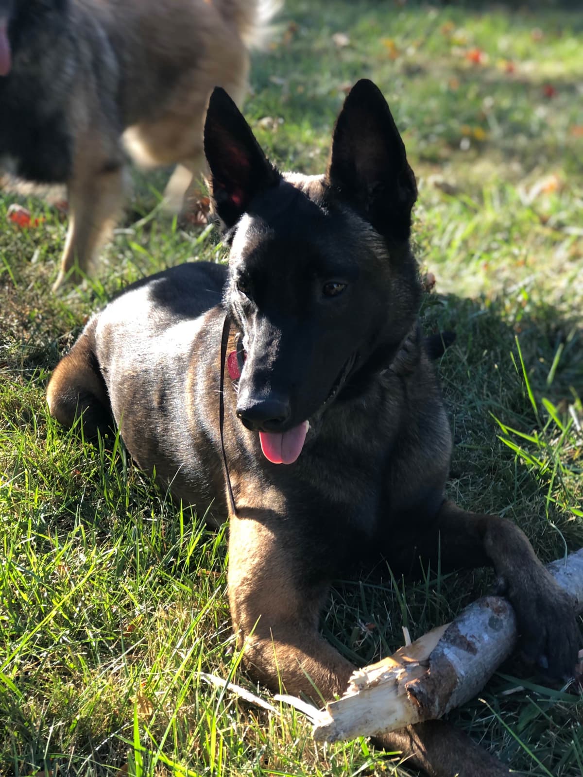 Belgian Malinois Puppies breeder image 3