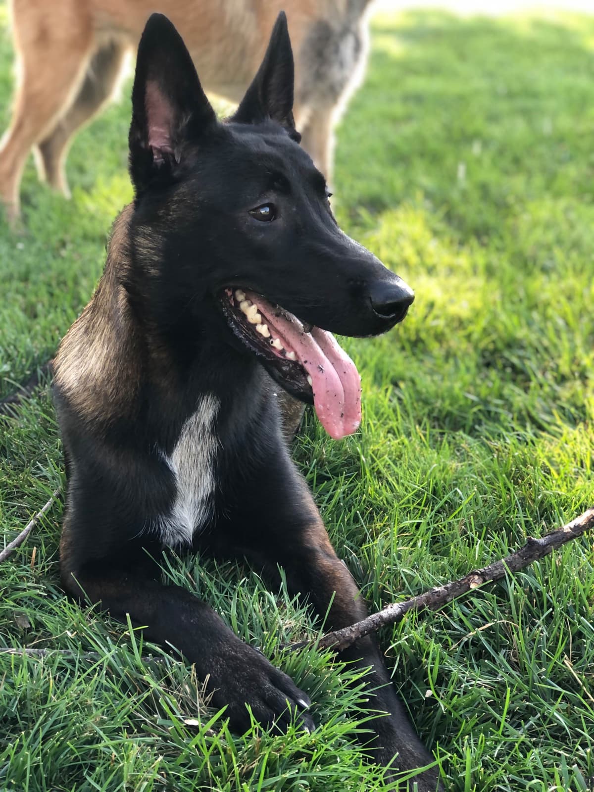 Belgian Malinois Puppies breeder image 4