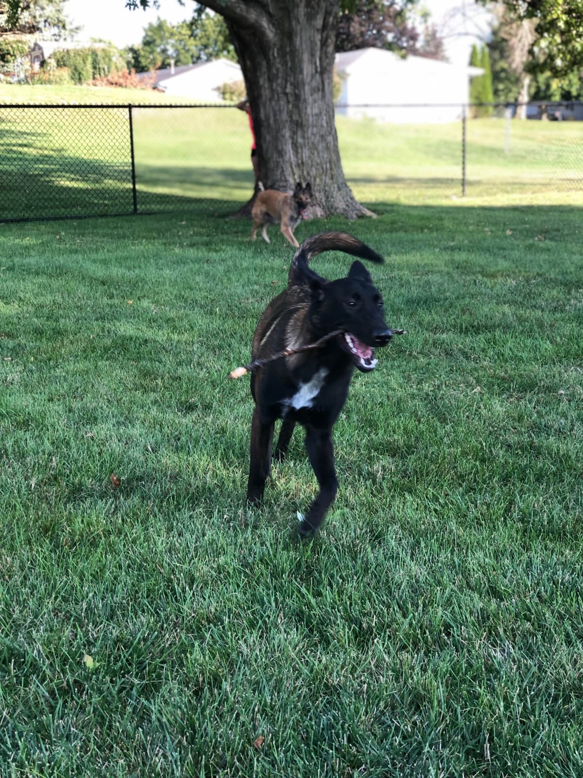 Belgian Malinois Puppies breeder image 7