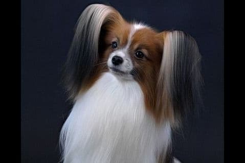 Papillon Puppies breeder image 1