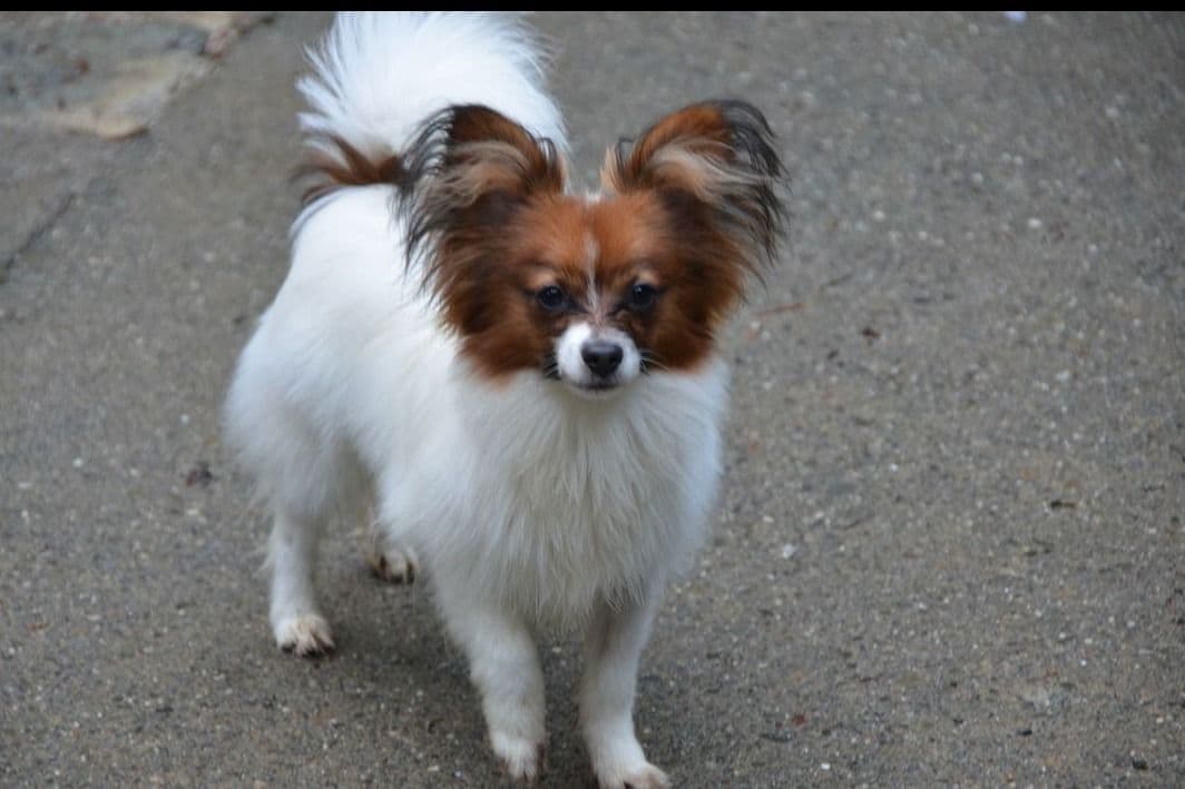 Papillon Puppies breeder image 4