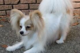 Papillon Puppies breeder image 6
