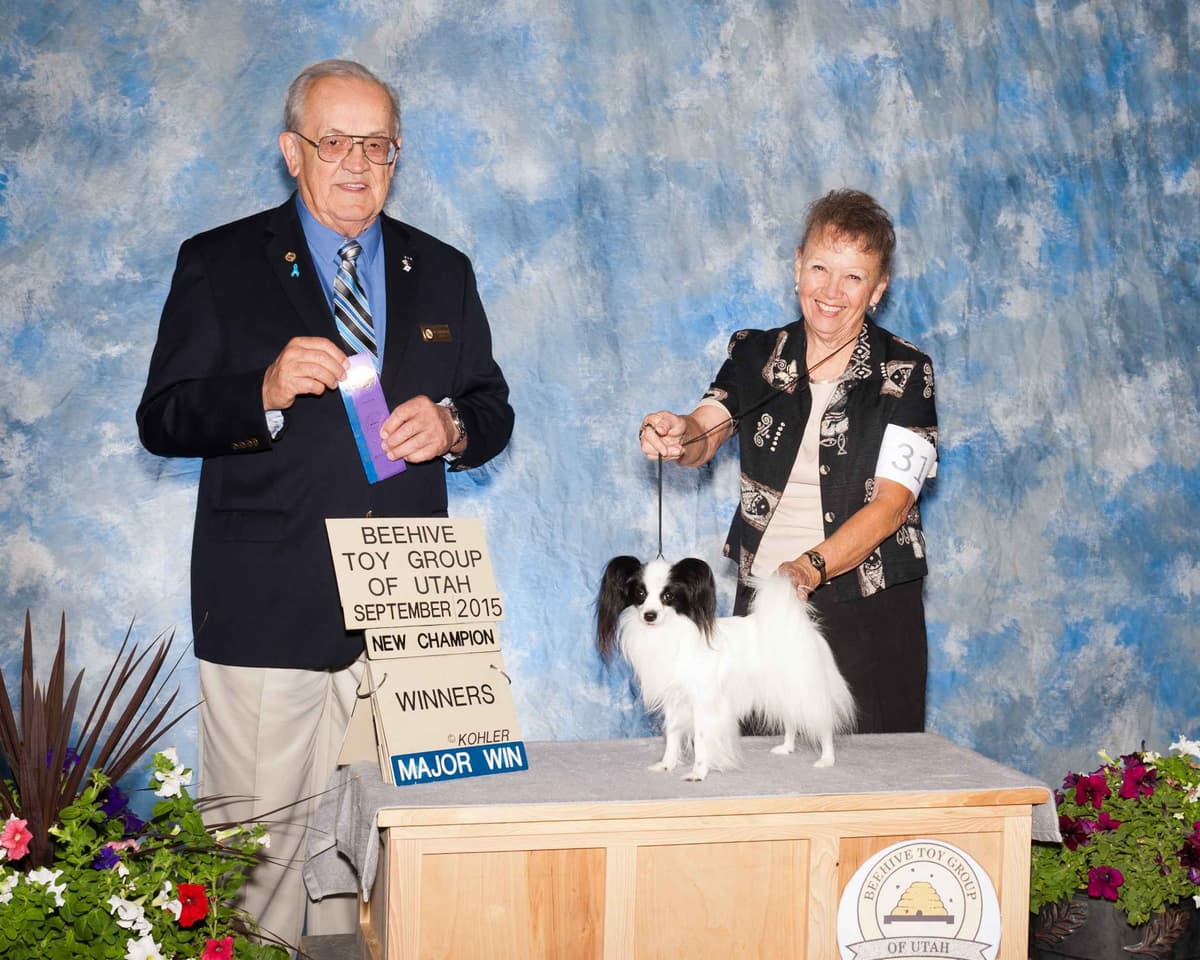 Papillon Puppies breeder image 7
