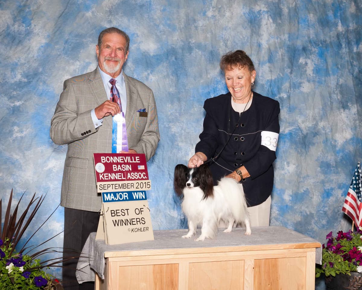 Papillon Puppies breeder image 8