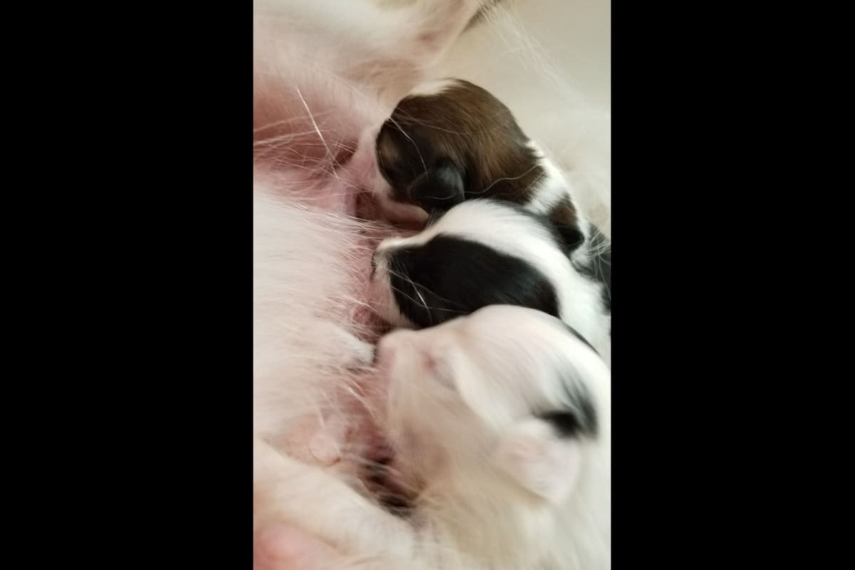 Papillon Puppies breeder image 9