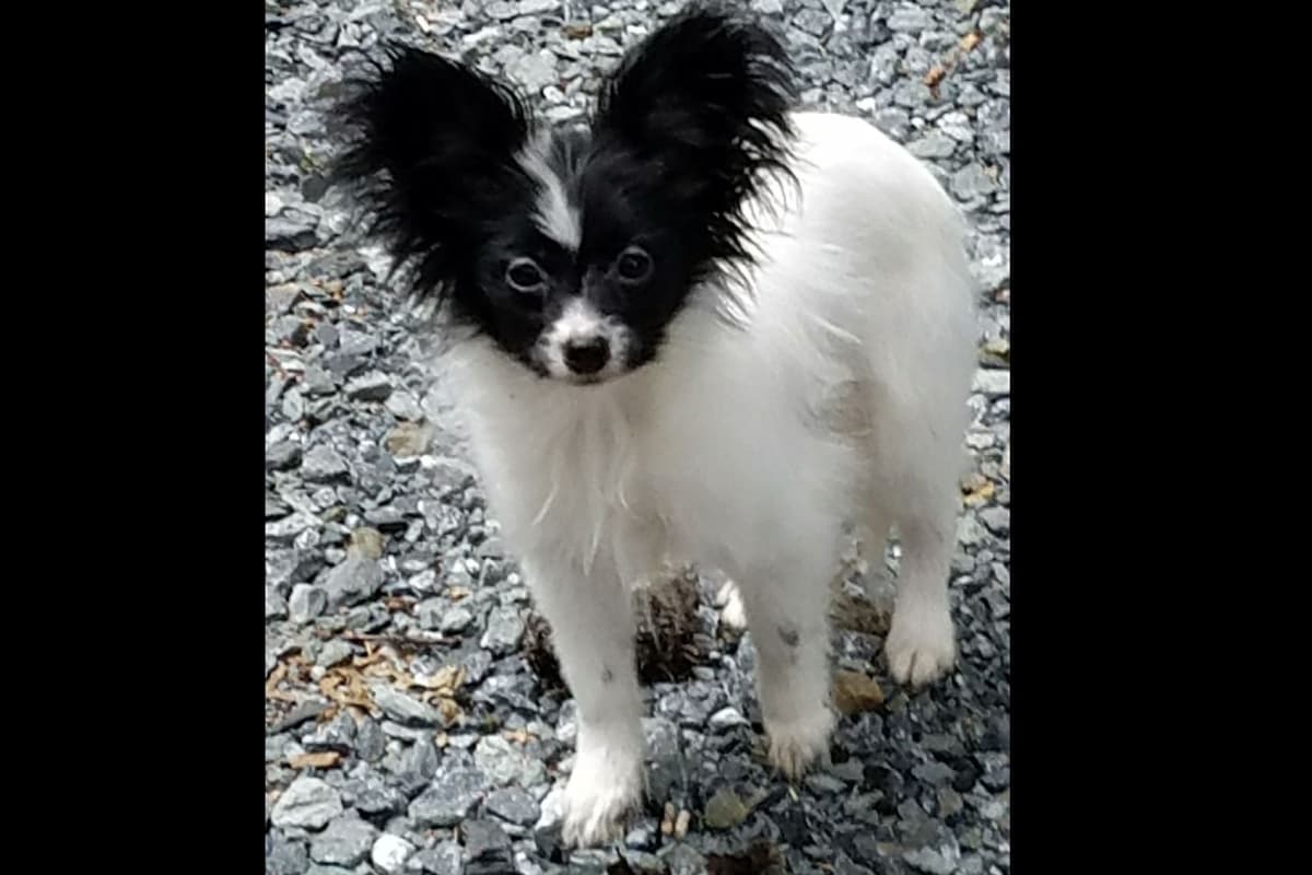 Papillon Puppies breeder image 10