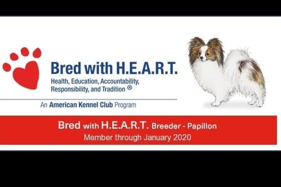 Papillon Puppies breeder image 11