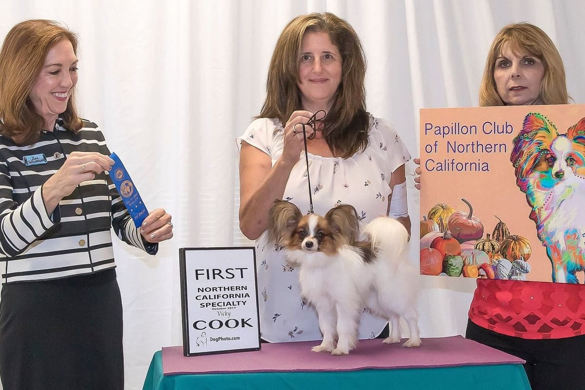 Papillon Puppies breeder image 13