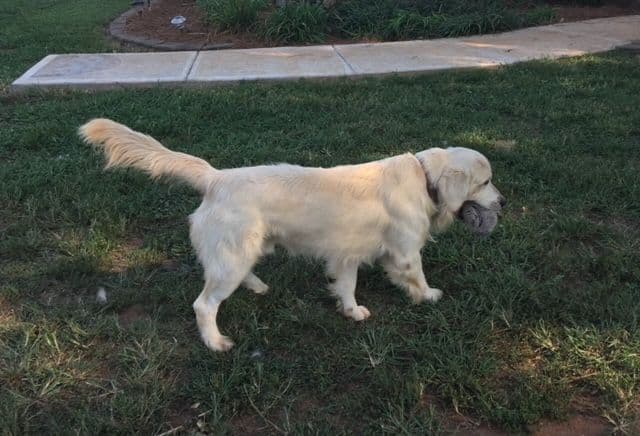 Golden Retriever Puppies breeder image 1