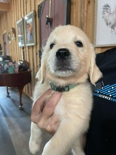 Golden Retriever Puppies breeder image 3