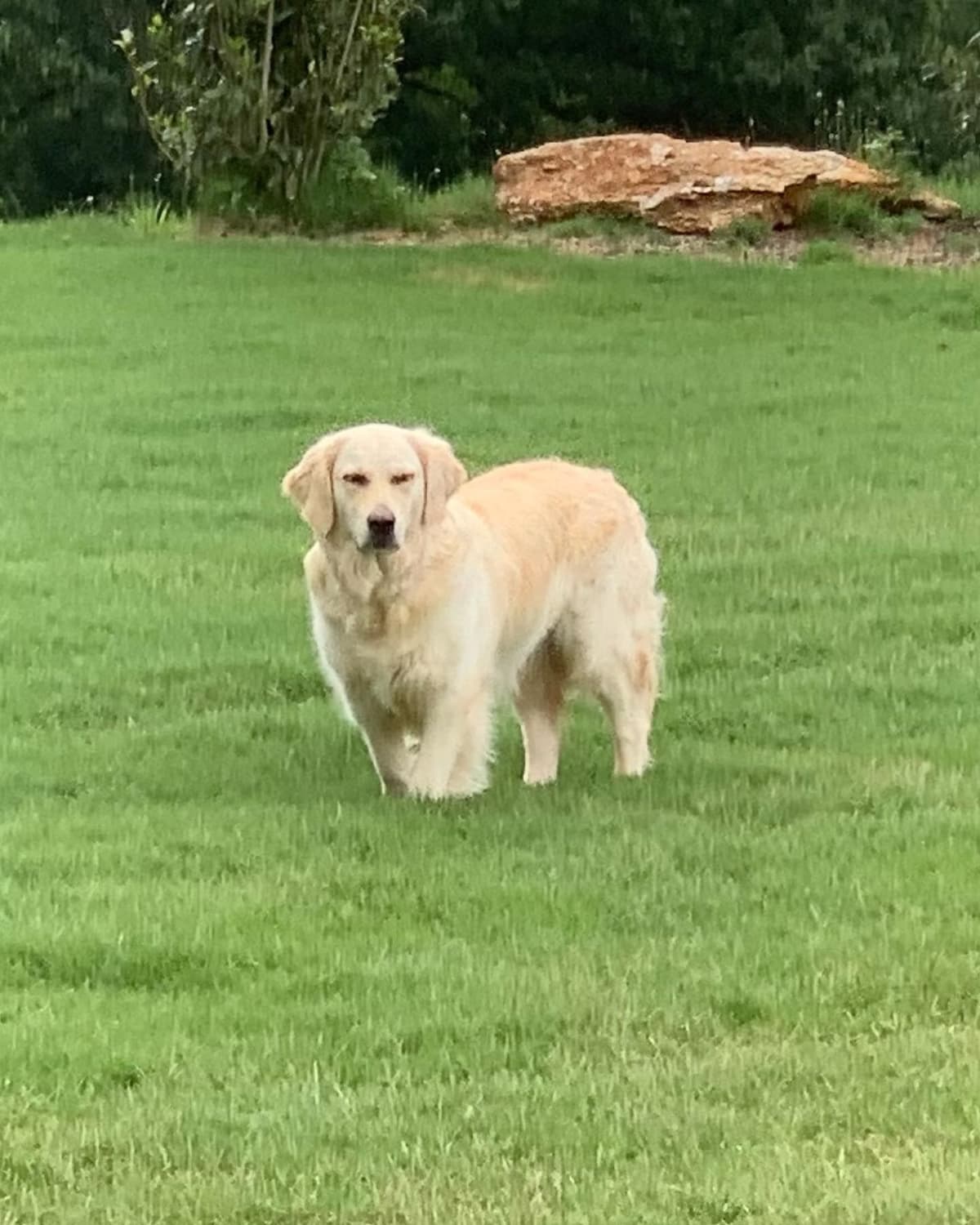 Golden Retriever Puppies breeder image 4