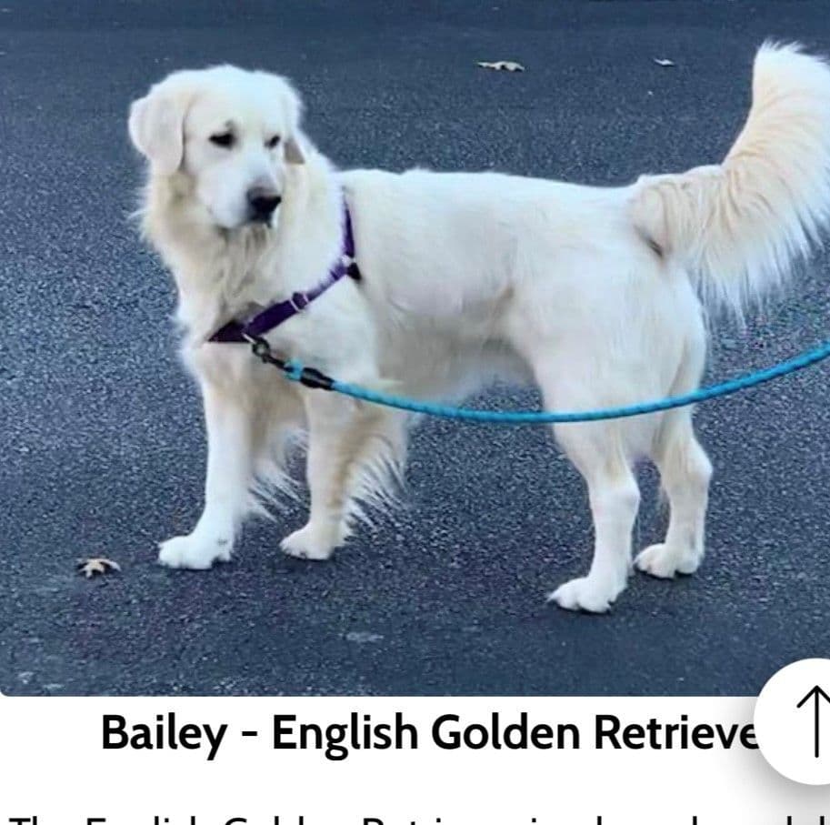 Golden Retriever Puppies breeder image 5