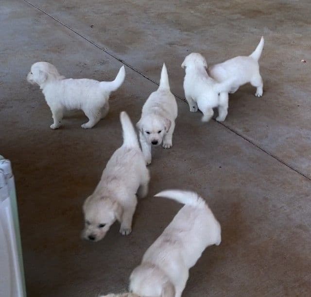 Golden Retriever Puppies breeder image 6