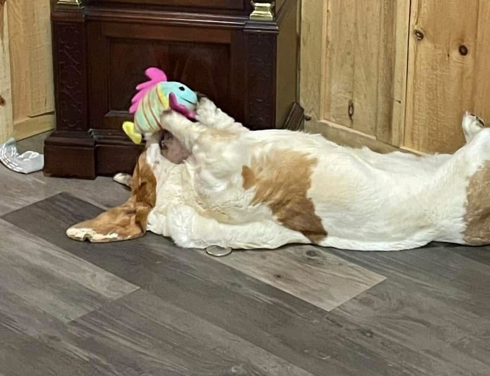 Golden Retriever Puppies breeder image 8