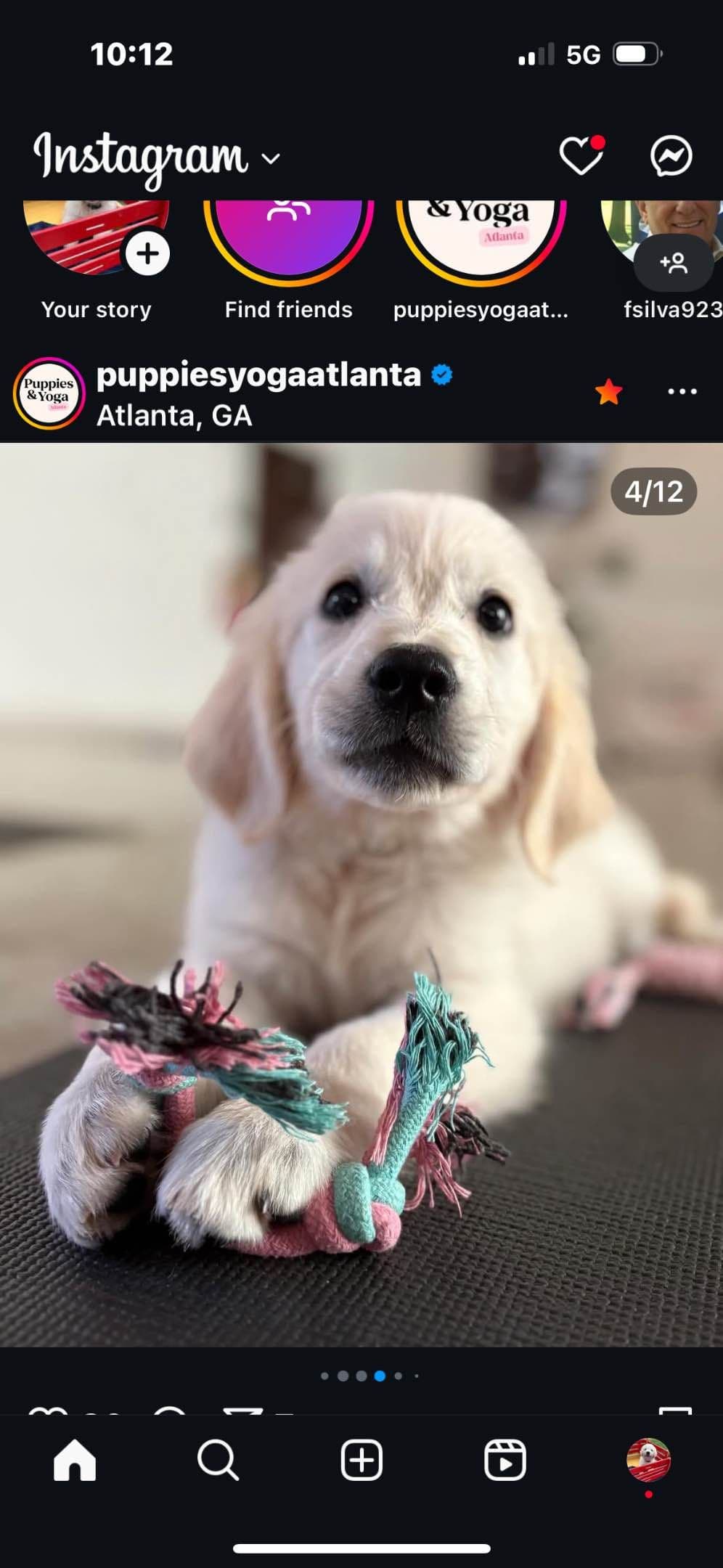 Golden Retriever Puppies breeder image 12