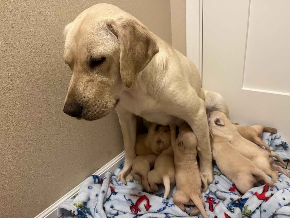 Labrador Retriever Puppies breeder image 1