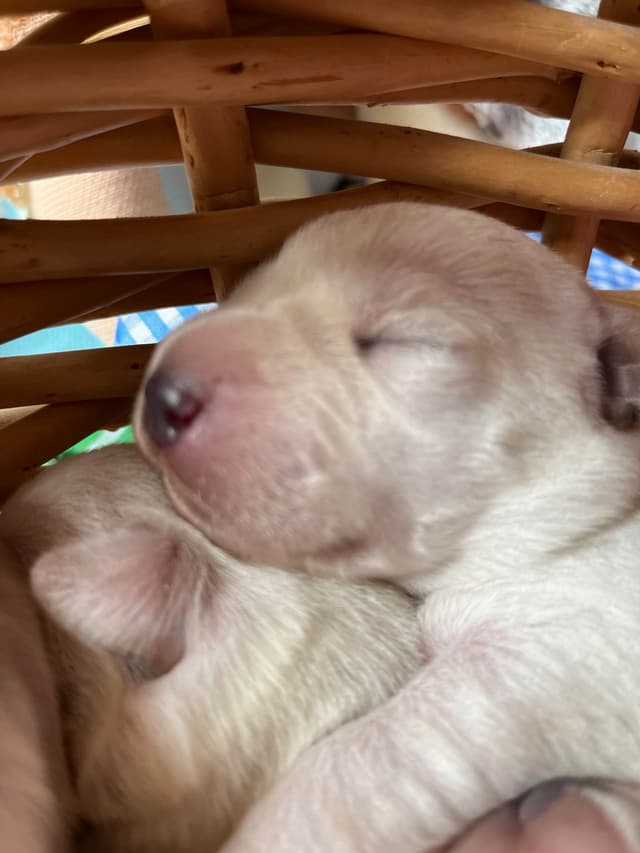 Labrador Retriever Puppies media 12