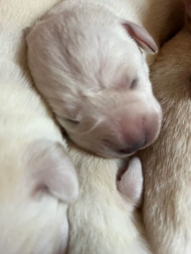Labrador Retriever Puppies media 13