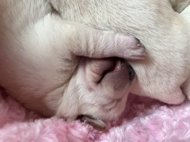Labrador Retriever Puppies media 14
