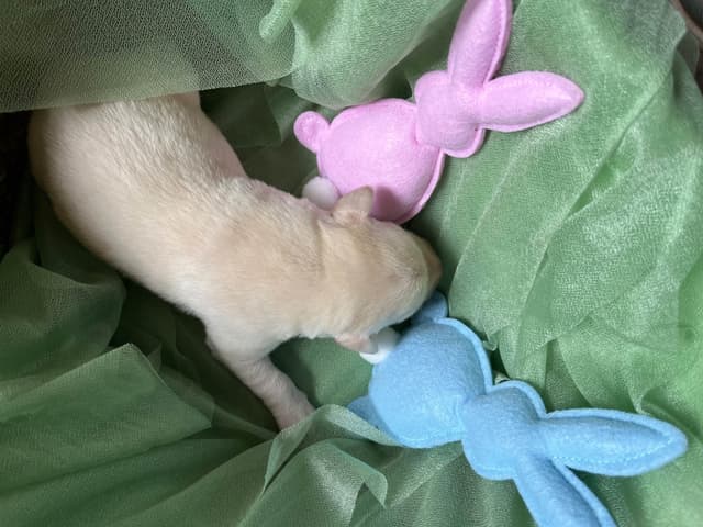 Labrador Retriever Puppies media 15