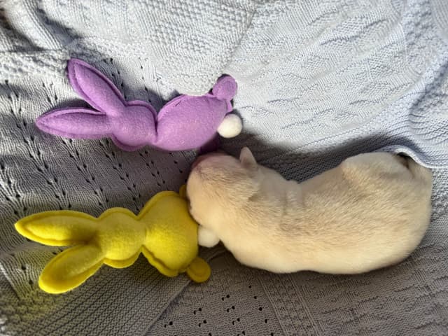 Labrador Retriever Puppies media 16