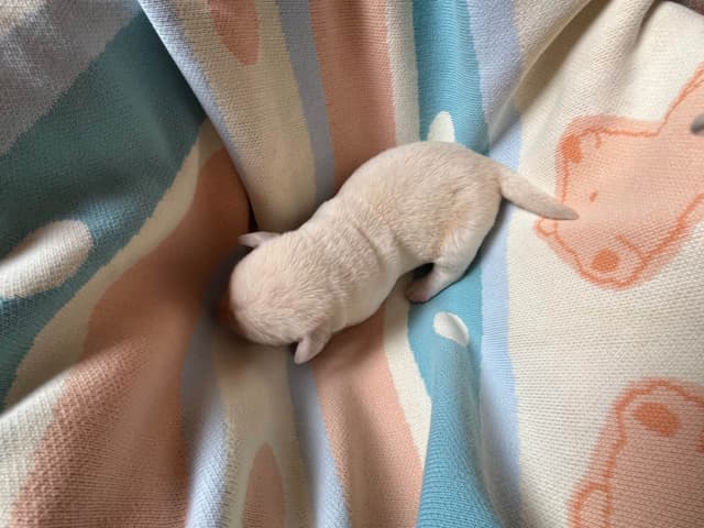 Labrador Retriever Puppies media 17