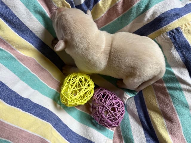 Labrador Retriever Puppies media 18