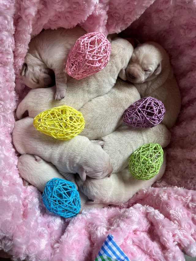 Labrador Retriever Puppies media 19
