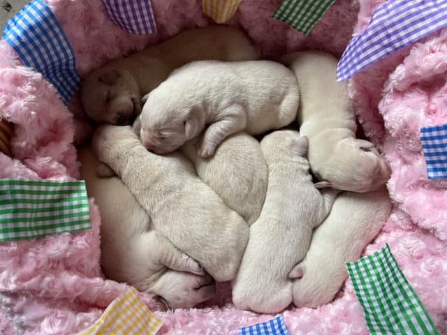 Labrador Retriever Puppies media 22