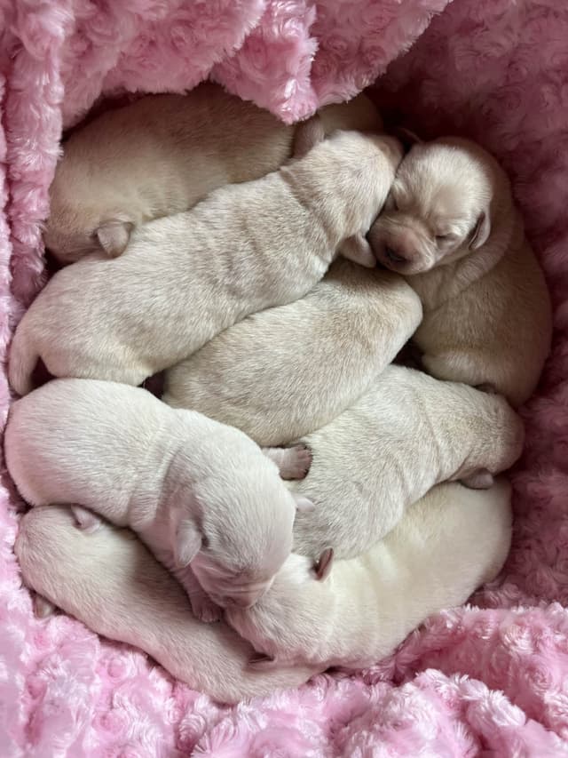 Labrador Retriever Puppies media 23