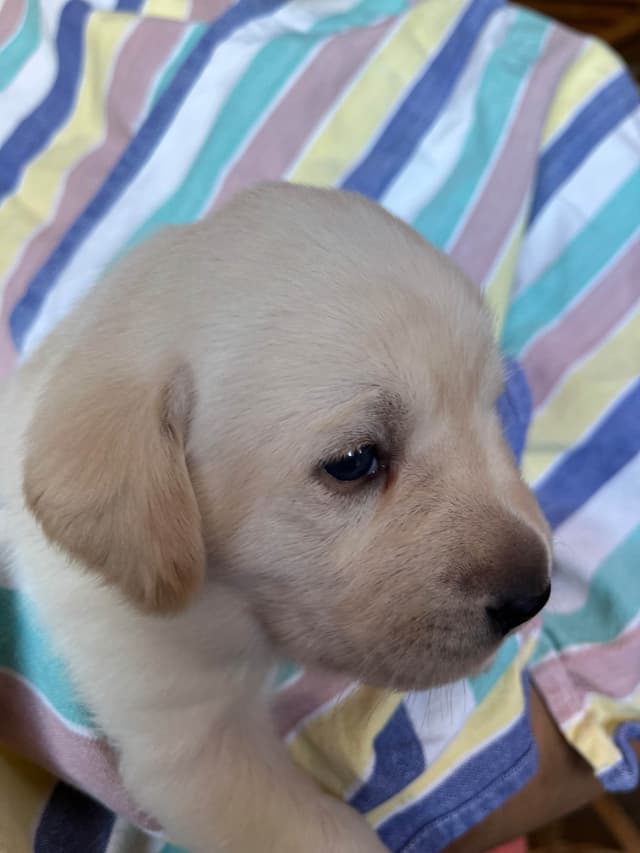 Labrador Retriever Puppies media 24