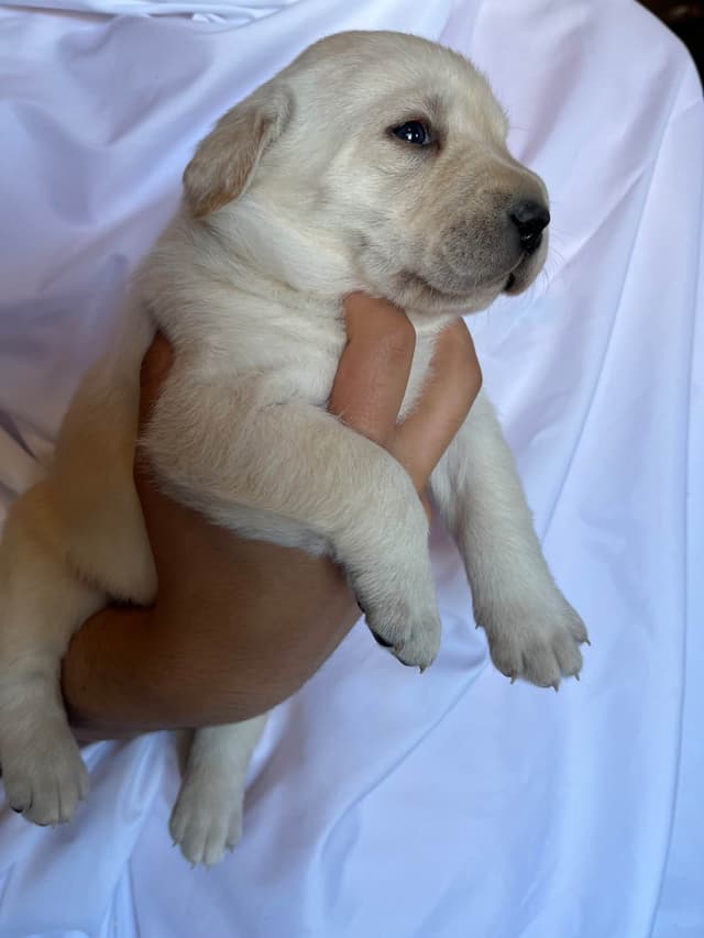 Labrador Retriever Puppies media 25